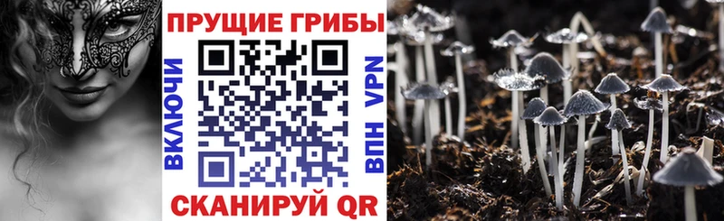 что такое наркотик  Ленинск  Псилоцибиновые грибы Psilocybine cubensis 